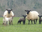 FZ004286 Sheep and lambs in field.jpg